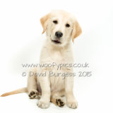 164 150801-Vinnie