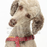 177 160911-Fudge-2