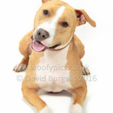 244 160911-Bronson
