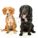 316 190623-Murphy & Winnie