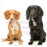 317 190623-Murphy & Winnie