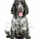 319 160911-Finn