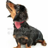 429 160821-Dexter