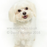 448 160911-Louie