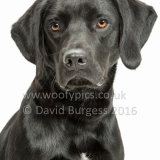 549 160821-Vinnie-Edit
