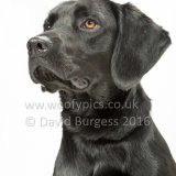 552 160821-Vinnie