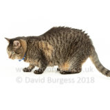 Smudge 180820 073