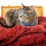 Smudge 180820 012