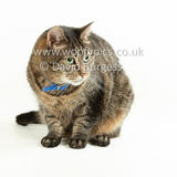 Smudge 180820 053