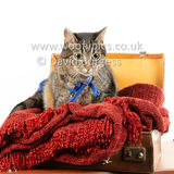 Smudge 180820 004