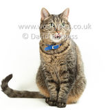 Smudge 180820 060