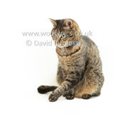 Smudge 180820 068