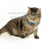 Smudge 180820 076