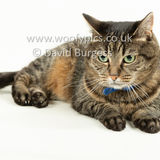 Smudge 180820 081
