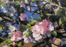 Apple Blossom