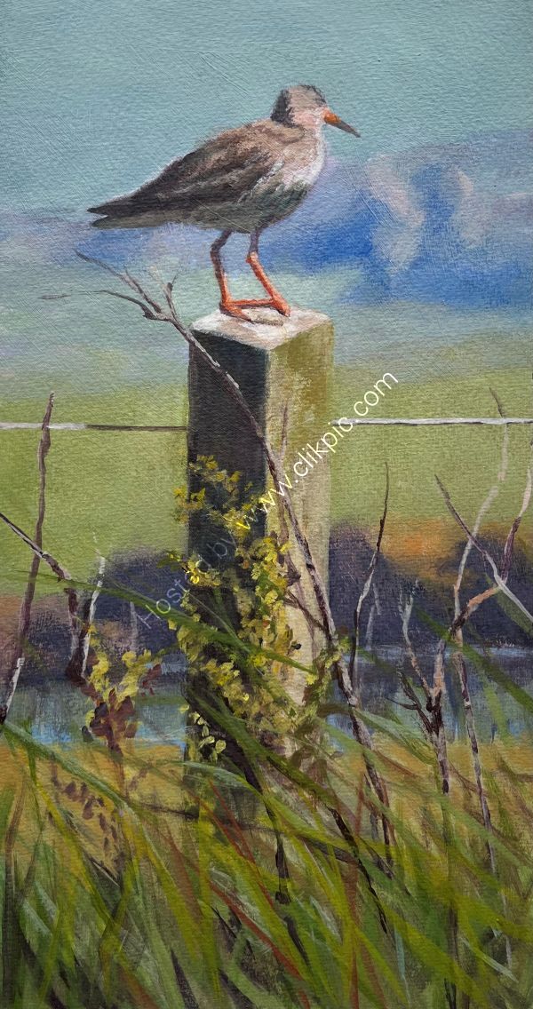 Bird's Eye View, Orkney