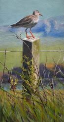 Bird's Eye View, Orkney