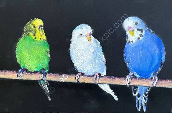 Budgies Study