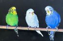 Budgies Study