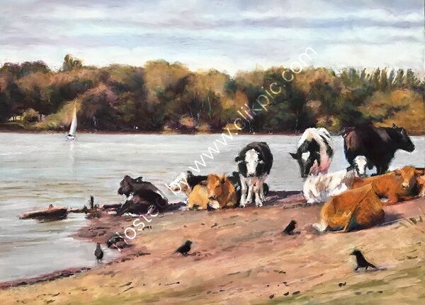 Cows at Powell's Pool, Sutton Park