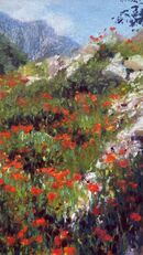 Mountain Poppies