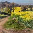 Fields of Rape Withy Hill