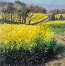 Fields of Rape Withy Hill 2