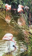Flamingos