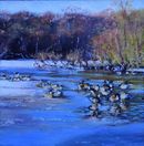 Geese, Wyndley Pool