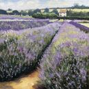 Lavender Fields