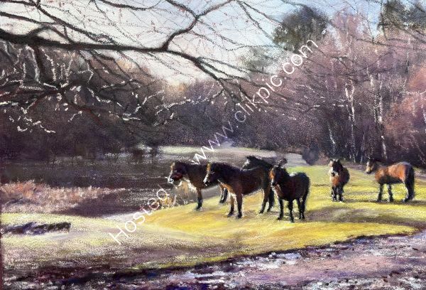 Ponies, Little Bracebridge in Sutton Park