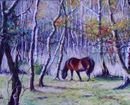 Pony in the Park
