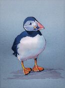 Puffin Sketch