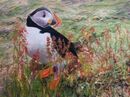 Puffin on Lunga