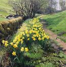 Spring Daffodils in the Peaks