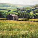 Spring Flowers, Yorkshire Dales