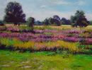 Sutton Park Heather