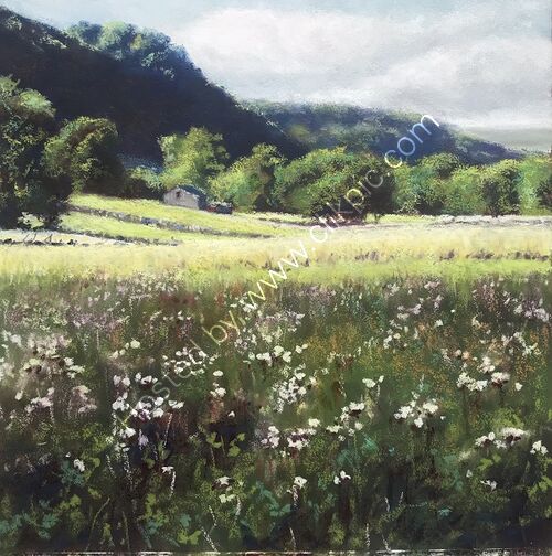 Wild Flowers, Yorkshire Dales