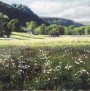 Wild Flowers, Yorkshire Dales