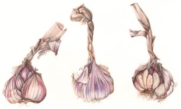 Garlic Trio