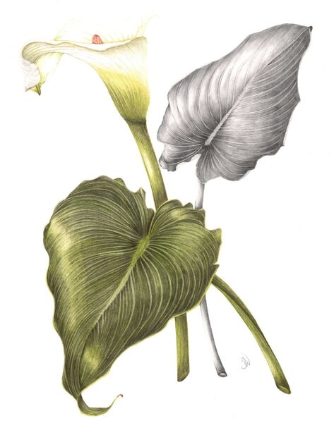 Arum Lily Illustration