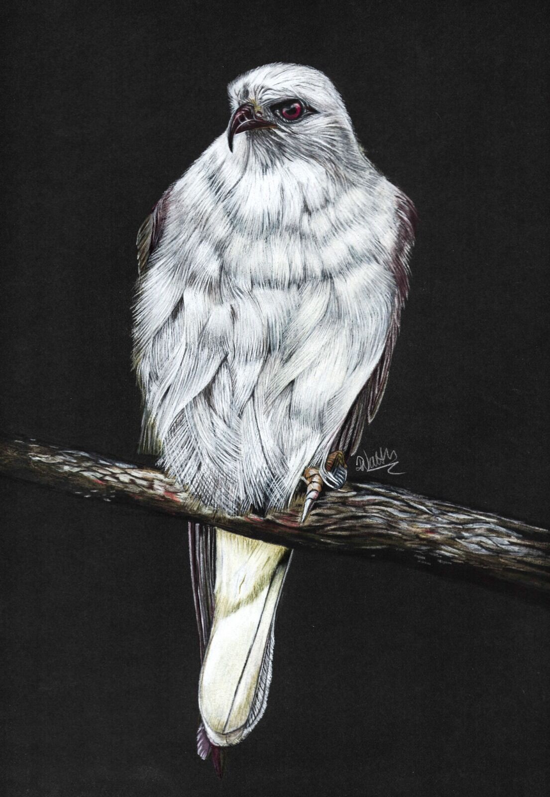 Black Shouldered Kite