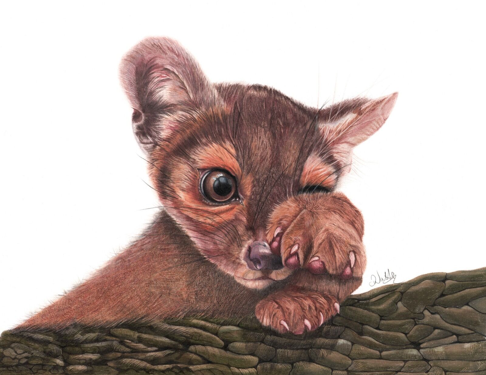 Madagascan Fossa Cub