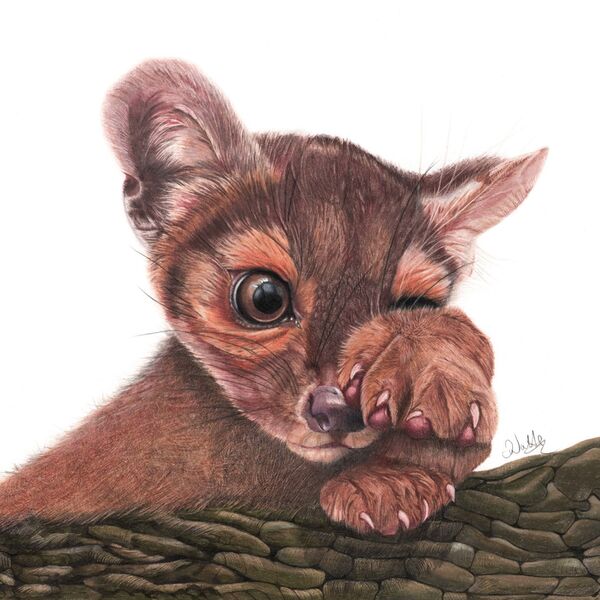 Madagascan Fossa Cub