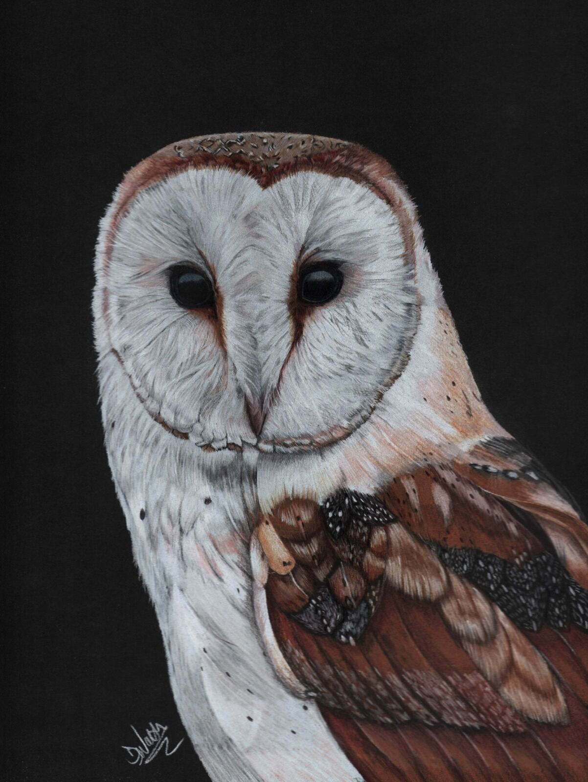 Barn Owl