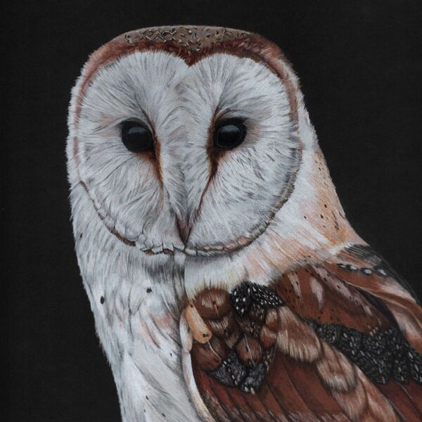 Barn Owl