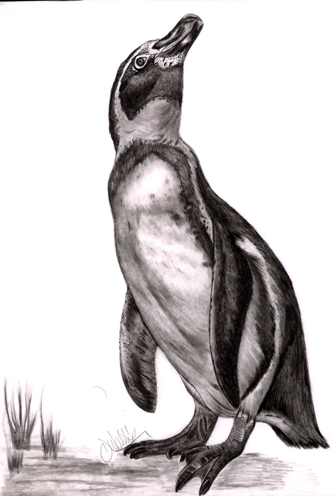 What's up there Penguin