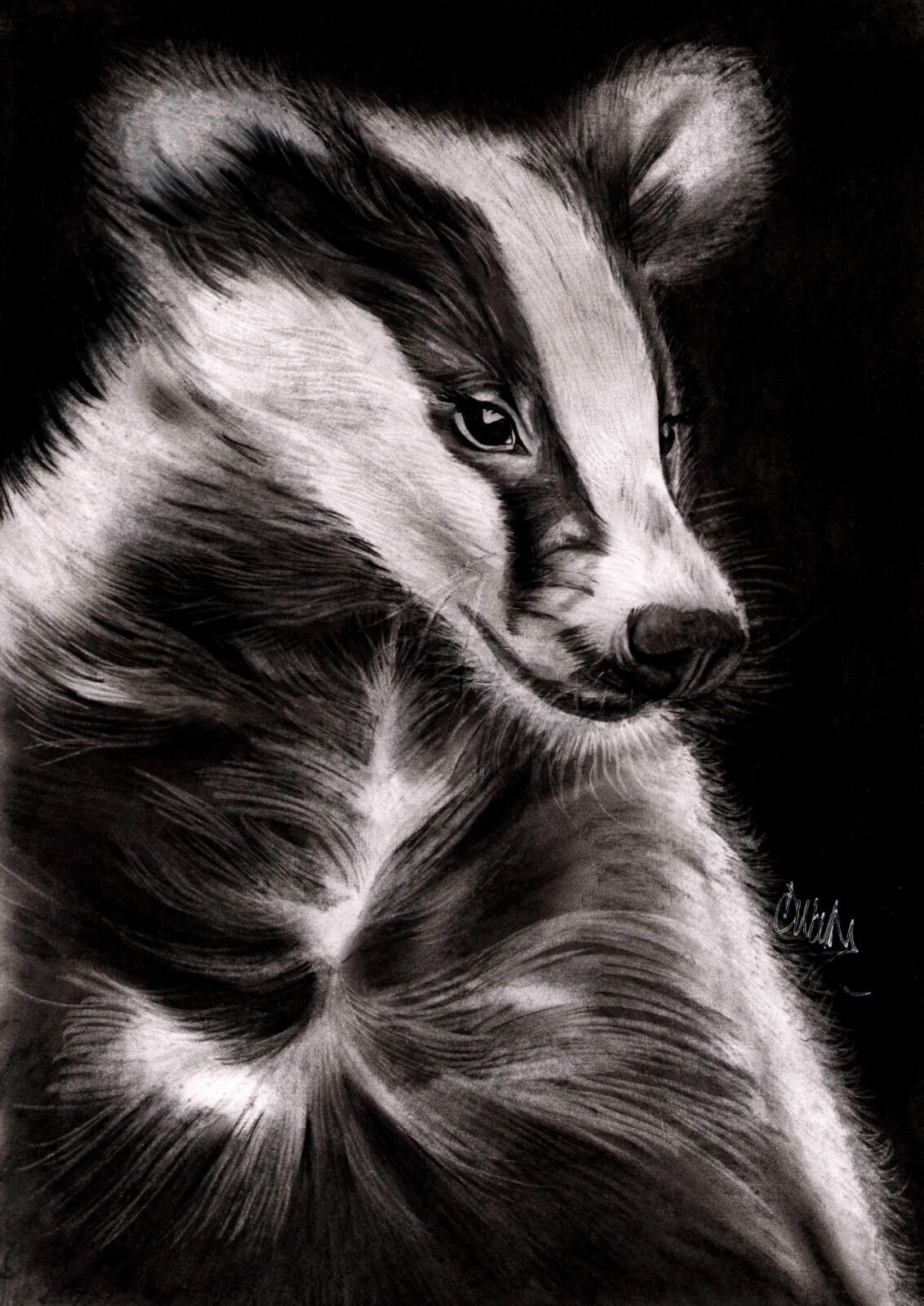 All about the Badger