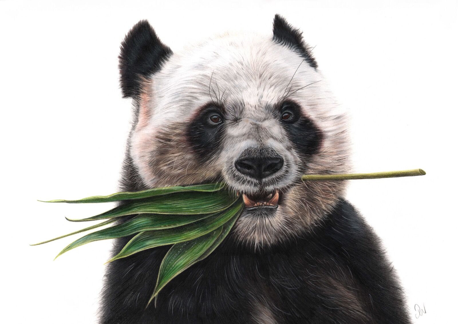 Giant Panda Portrait