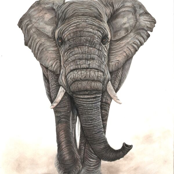 The Big and Mighty Elephant Portrait